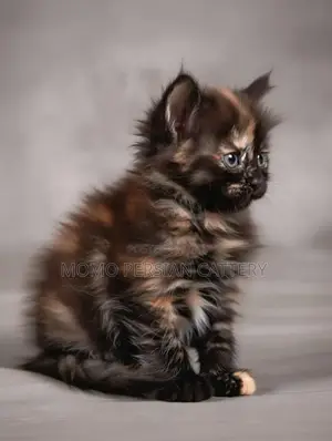 0-1 Month Male Purebred Persian
