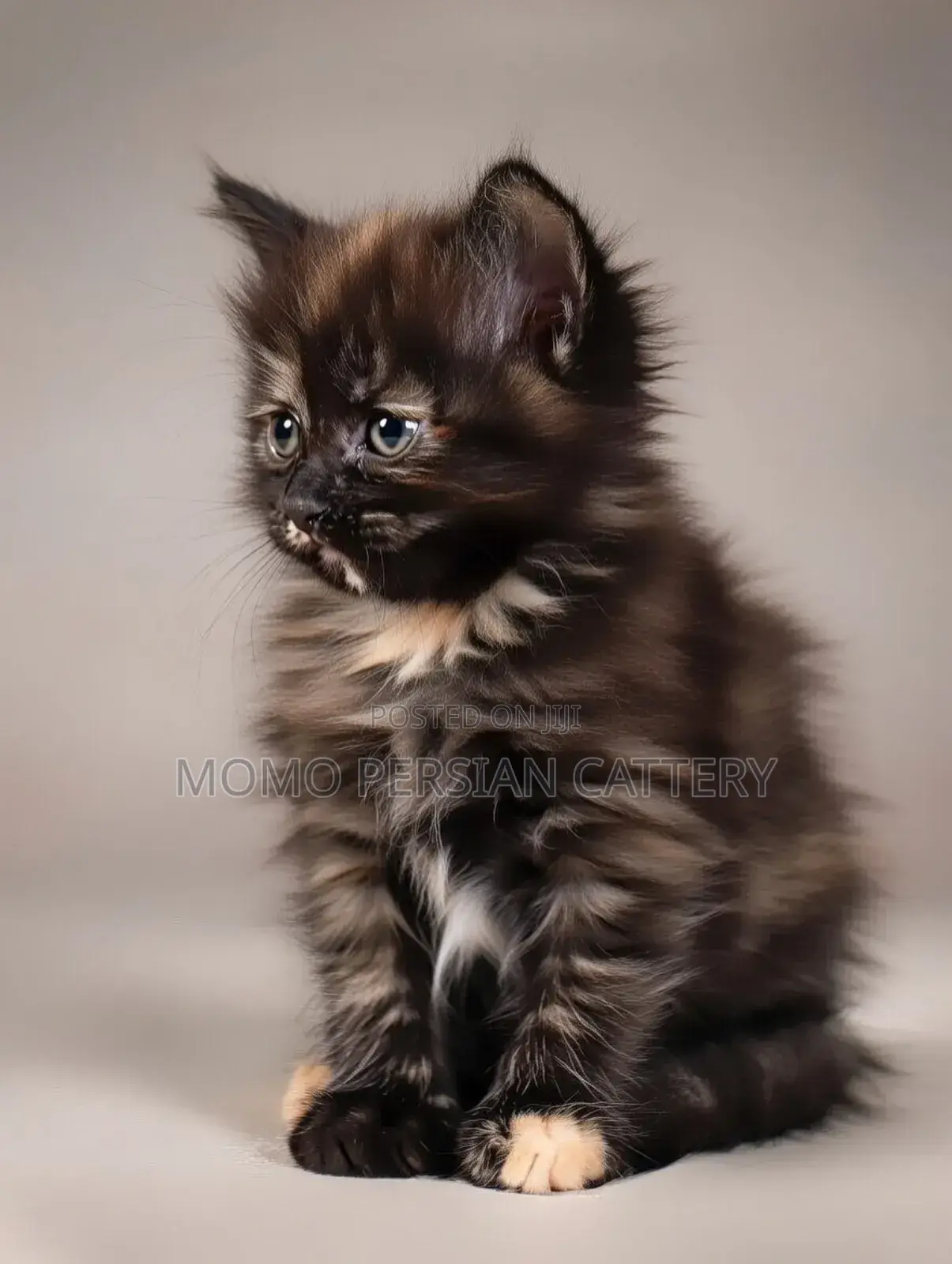 0-1 Month Male Purebred Persian