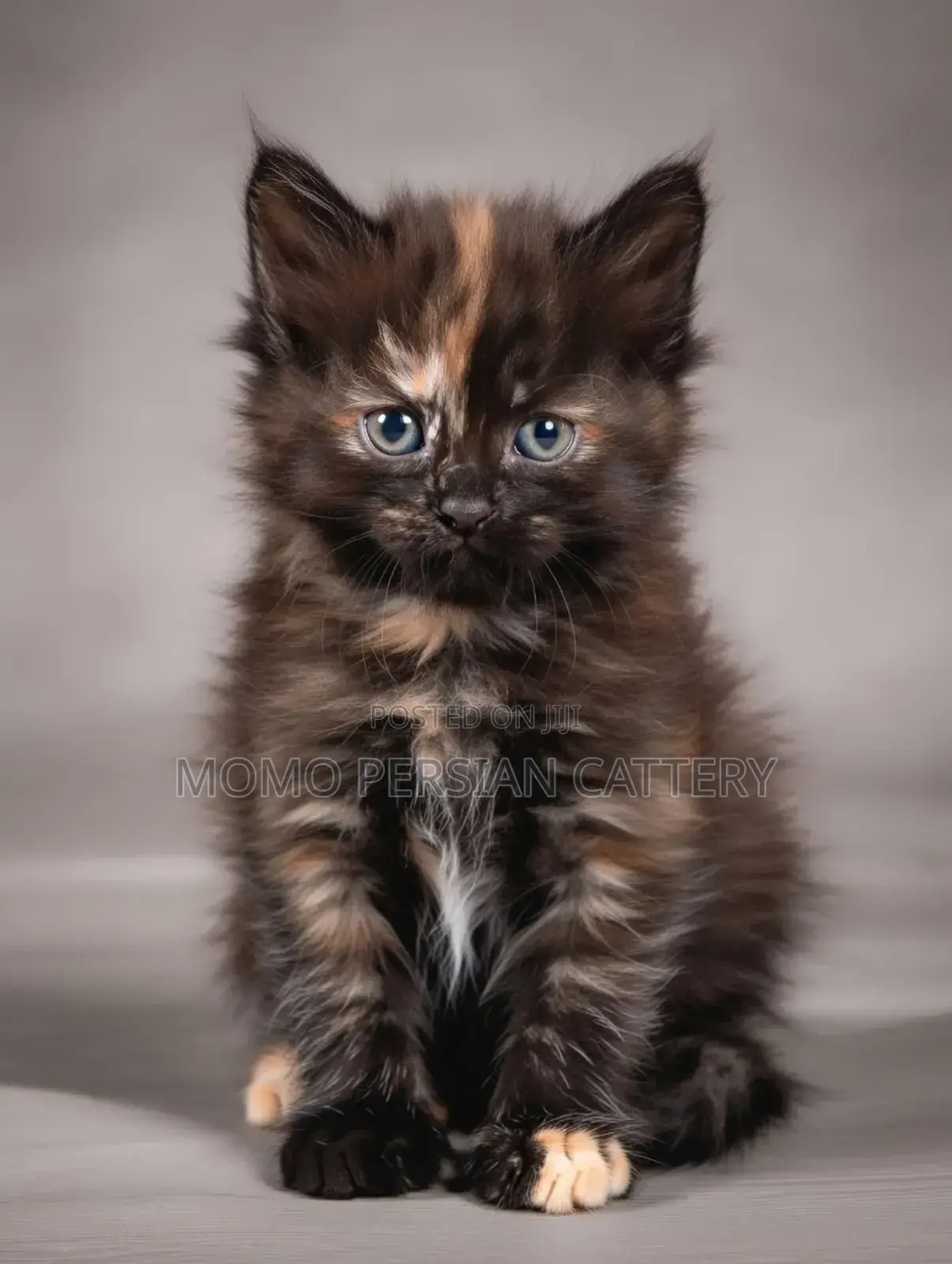 0-1 Month Male Purebred Persian