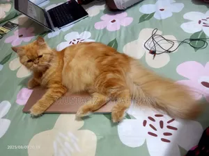1+ Year Female Purebred Persian