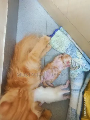 1+ Year Female Purebred Persian