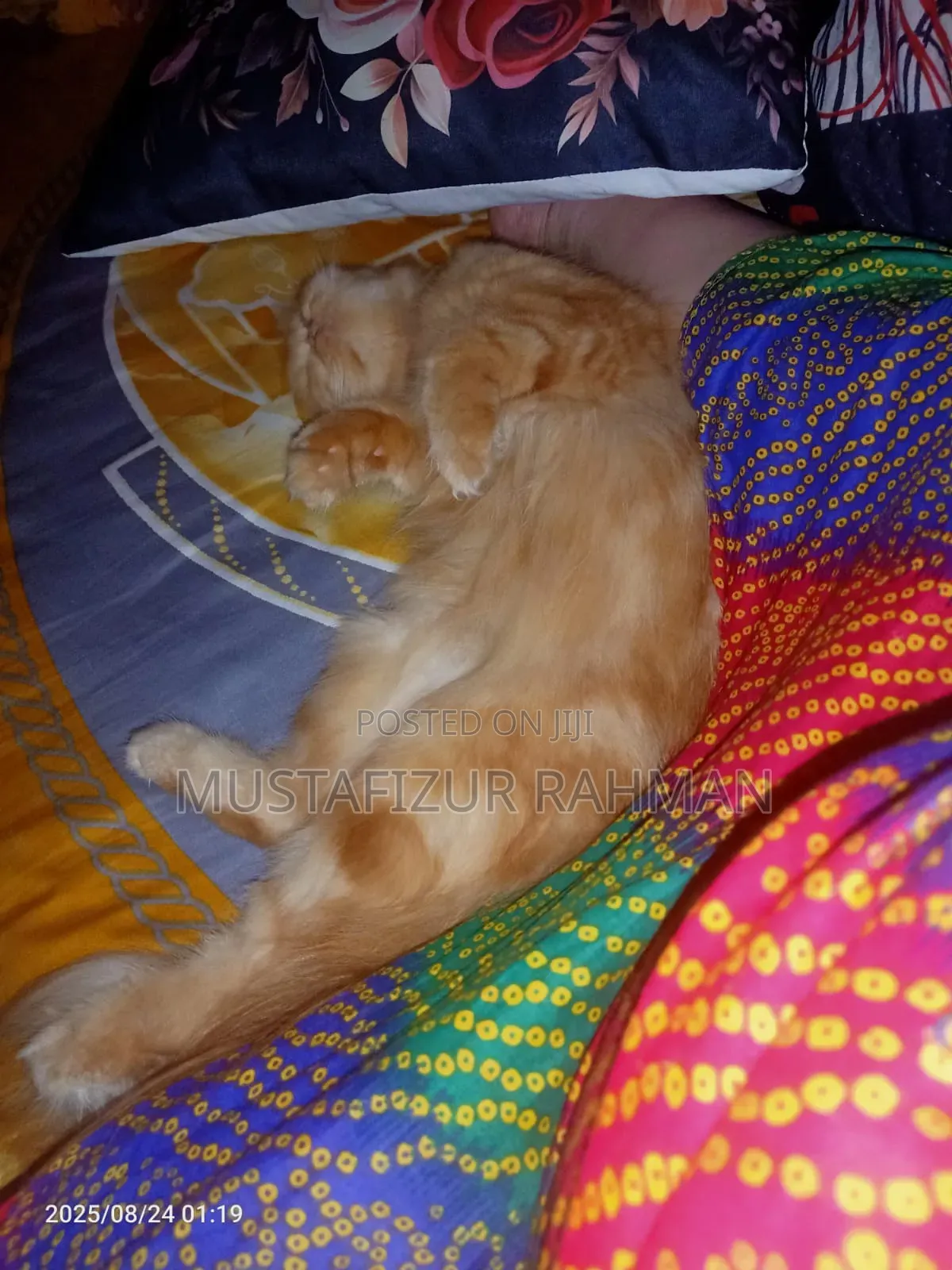 1+ Year Female Purebred Persian
