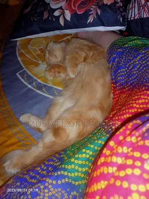 1+ Year Female Purebred Persian