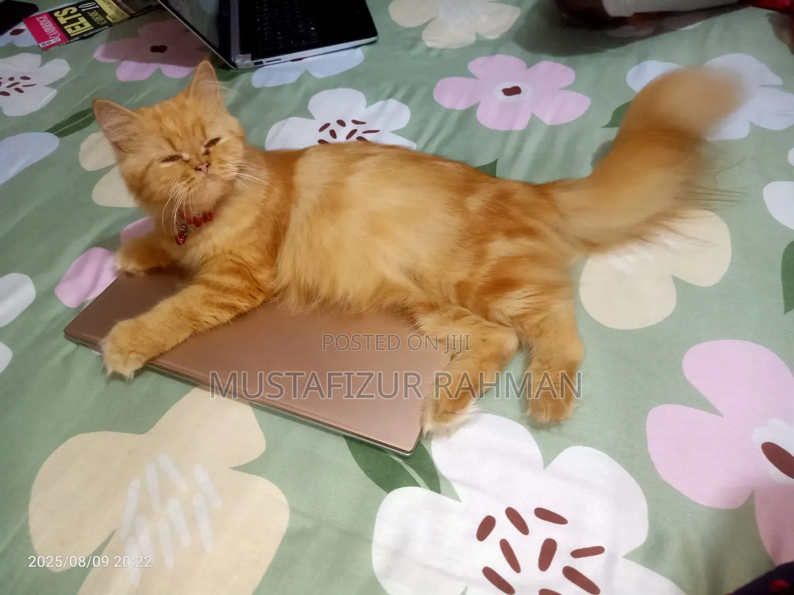 1+ Year Female Purebred Persian
