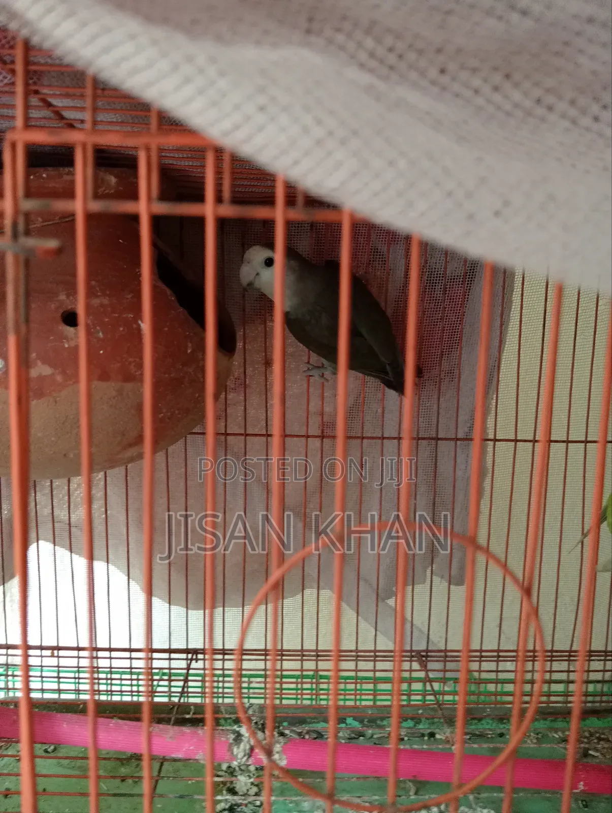 Lovebird Running Pair