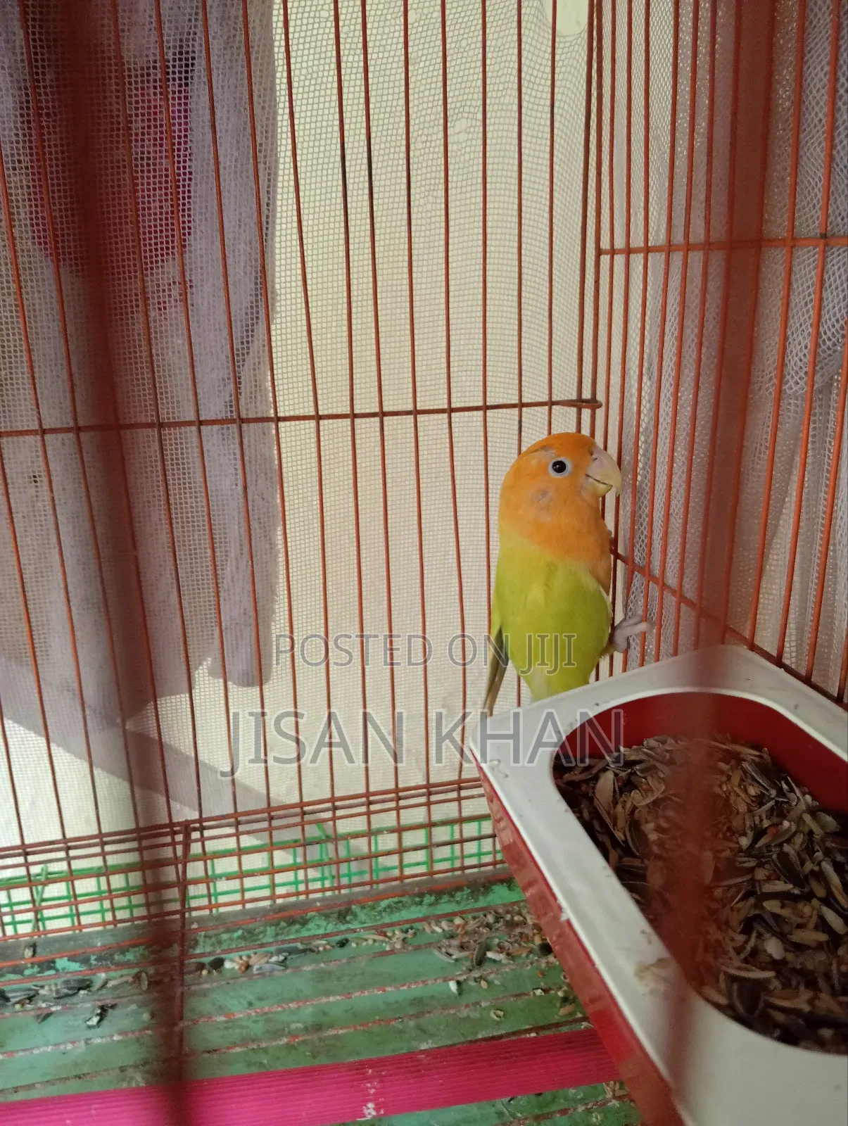 Lovebird Running Pair