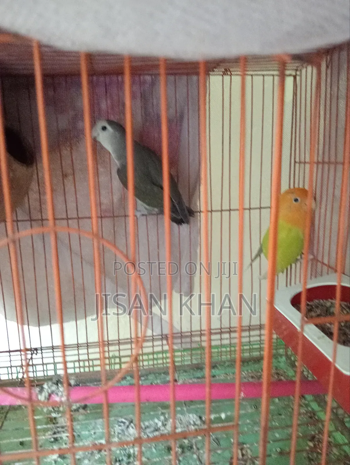 Lovebird Running Pair