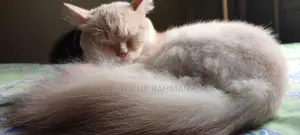 6-12 Months Female Purebred Maine Coon