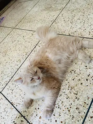 6-12 Months Female Purebred Maine Coon