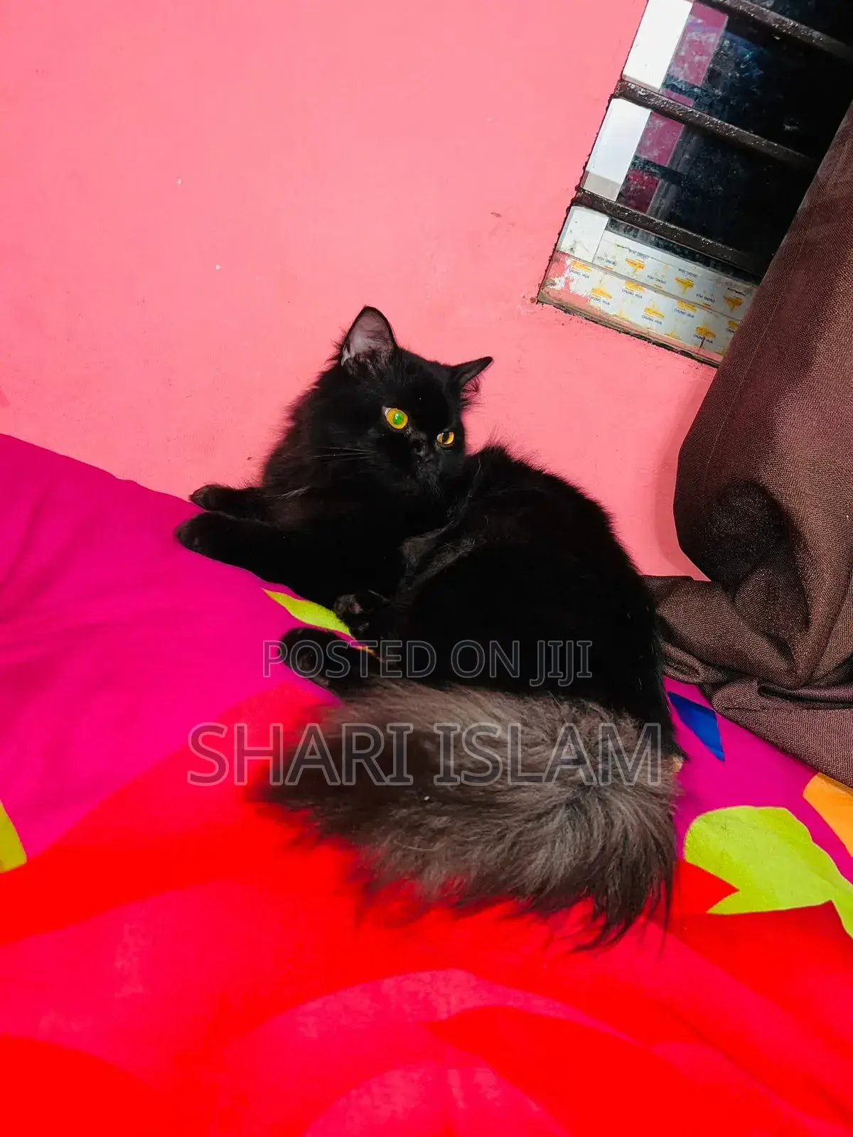 Persian Cat