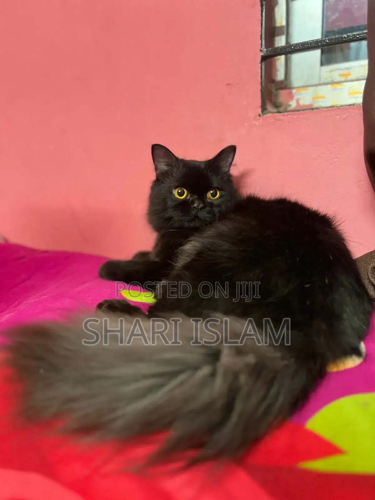 Persian Cat