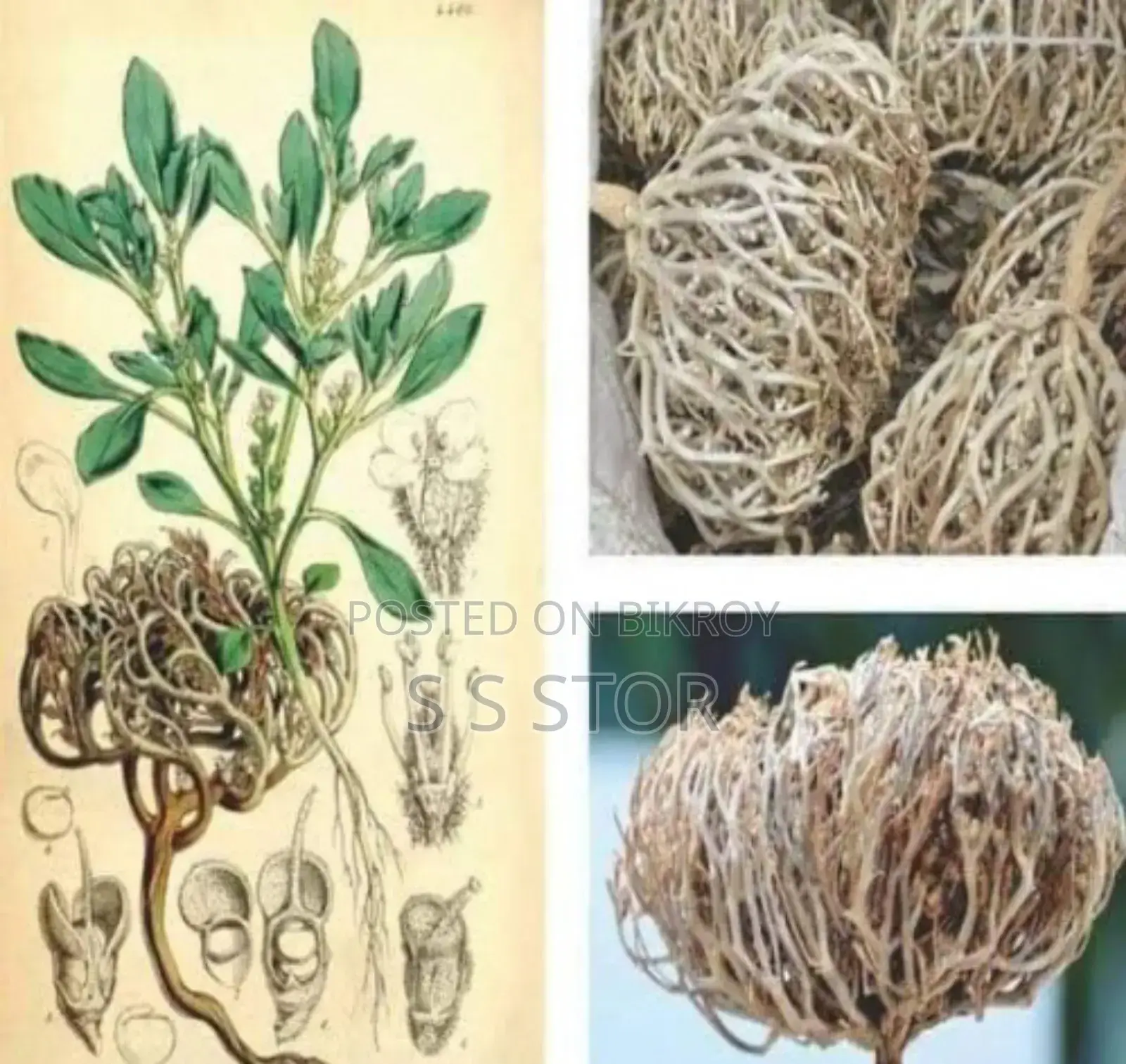 Moriom Flower Midium Size
