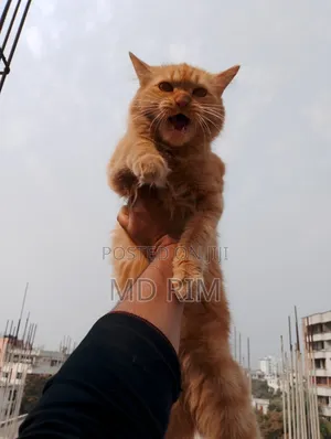৬-১২ মাসের মাদি মিশ্র প্রজাতির পার্সিয়ান
