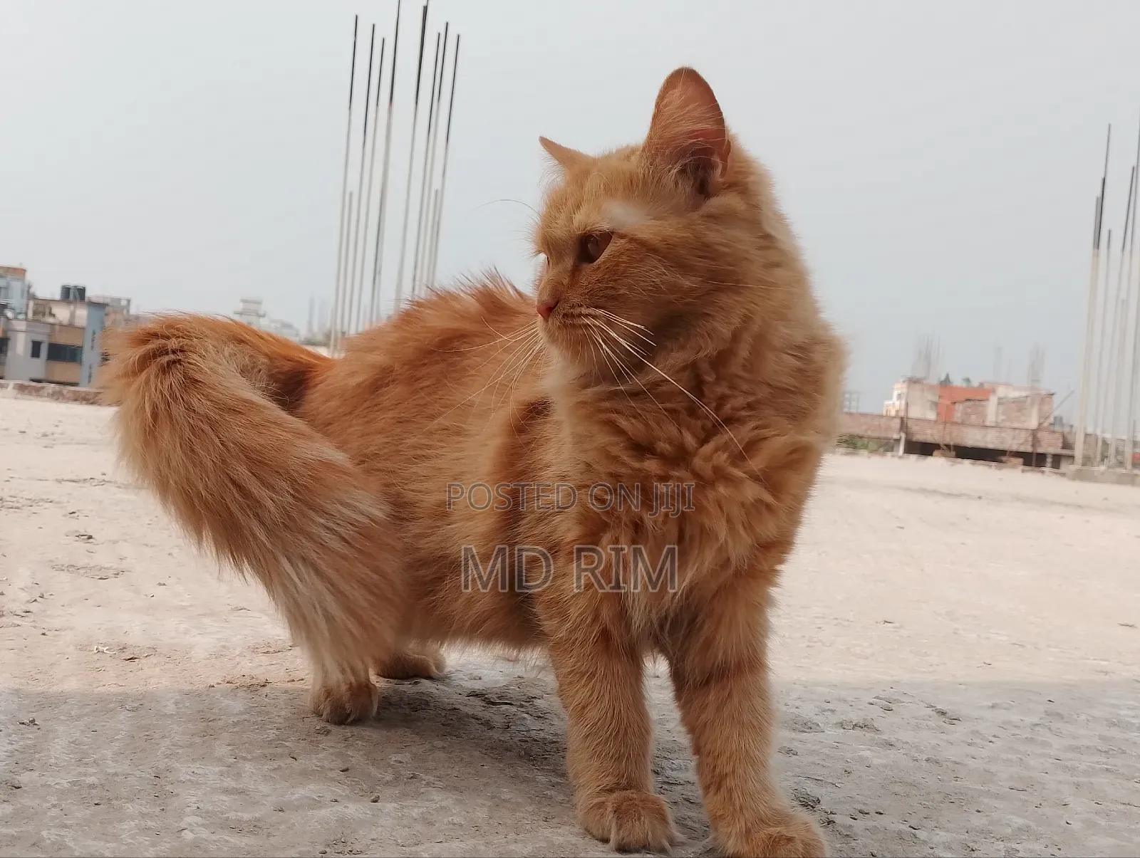 ৬-১২ মাসের মাদি মিশ্র প্রজাতির পার্সিয়ান