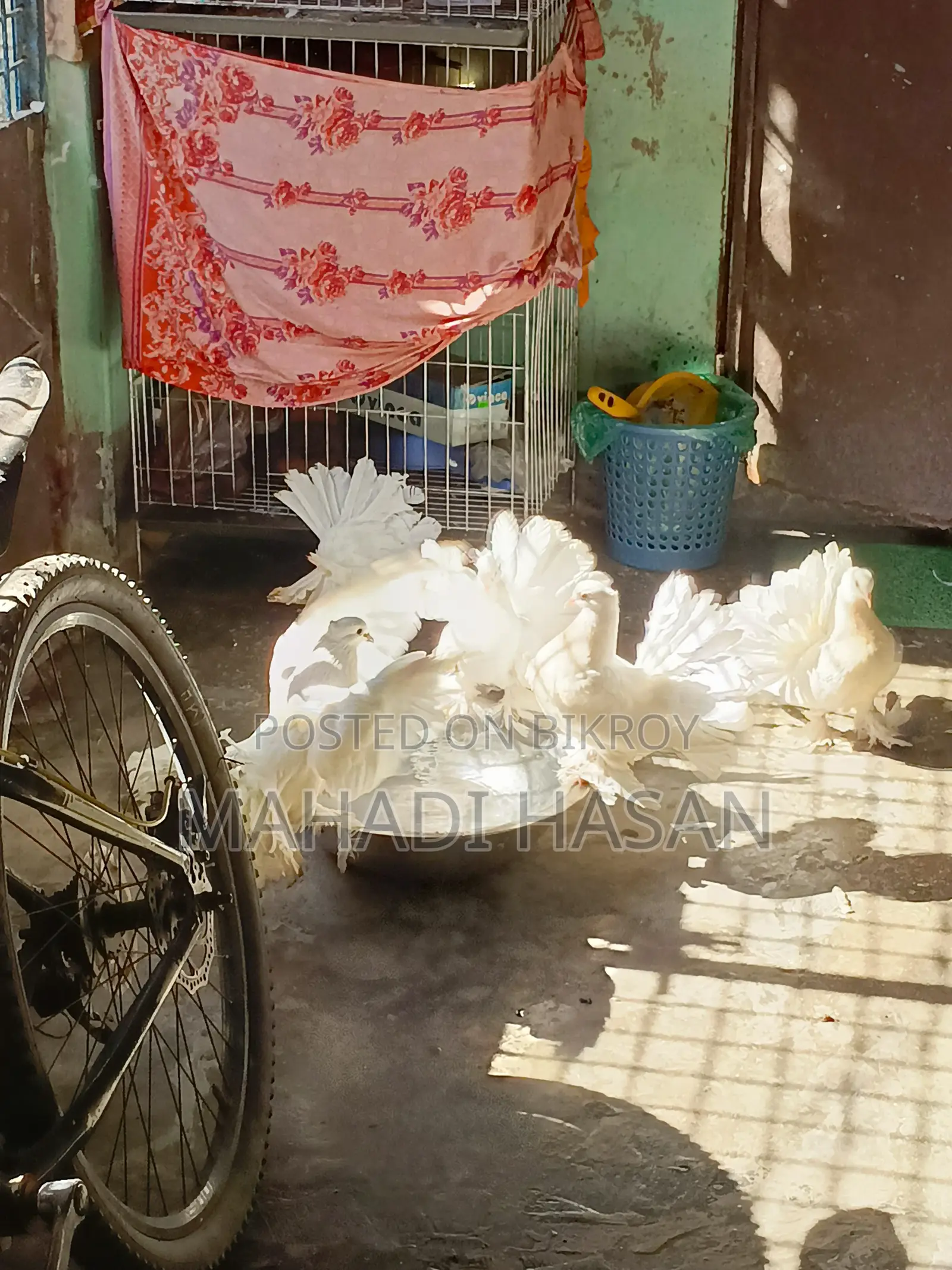 Selling 3 Pairs of Laksha Pigeons