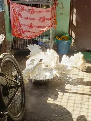 ৩ জোড়া লক্ষা কবুতর বিক্রি করতে চাচ্ছি