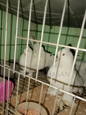 Selling 3 Pairs of Laksha Pigeons