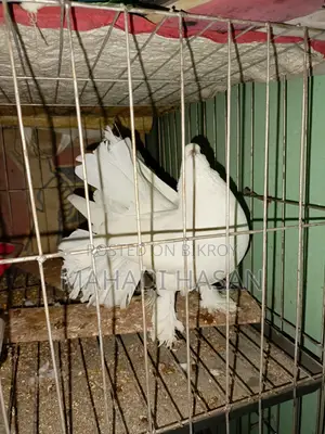 Selling 3 Pairs of Laksha Pigeons