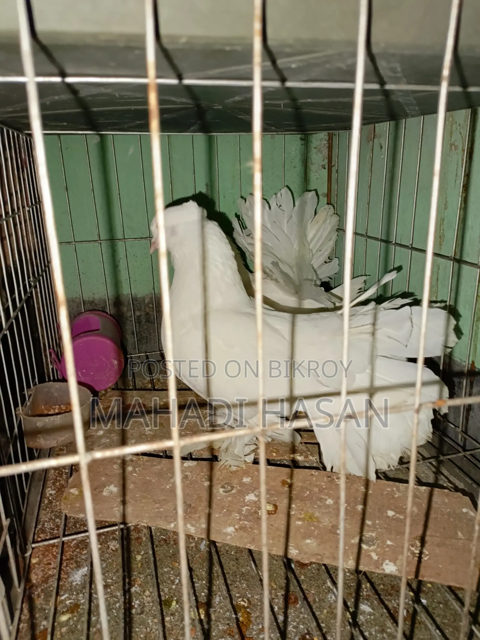 Selling 3 Pairs of Laksha Pigeons