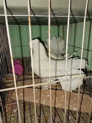 Selling 3 Pairs of Laksha Pigeons
