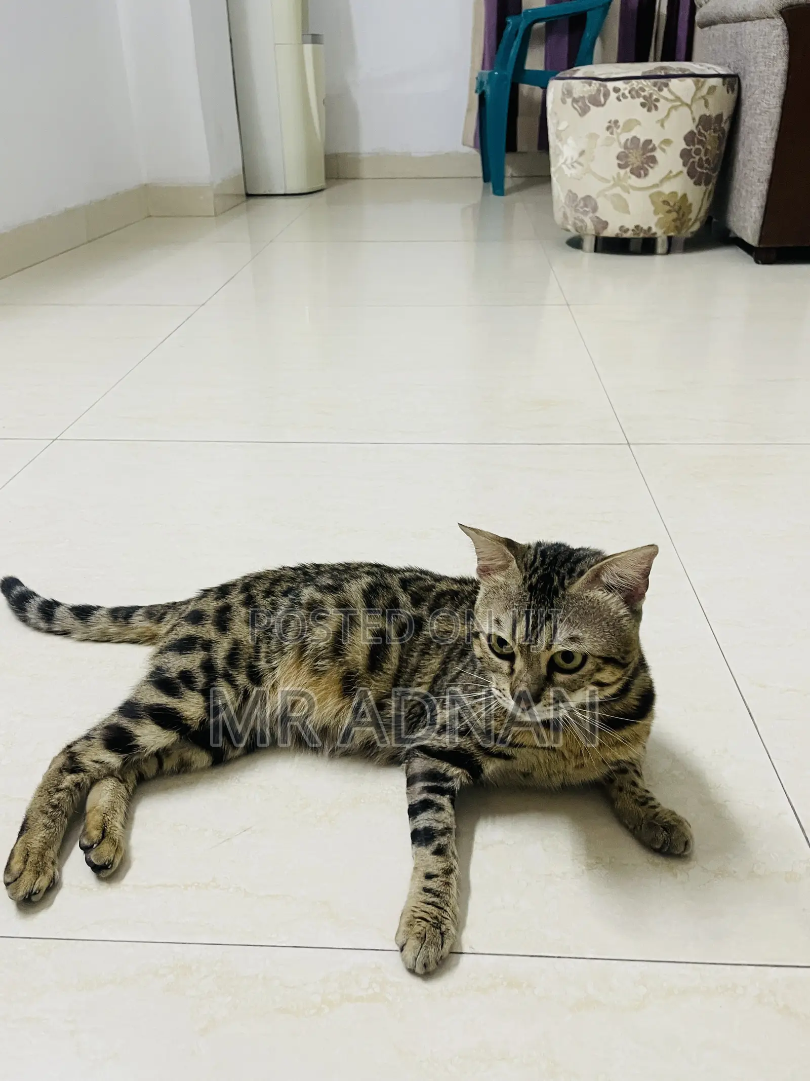 1+ Year Male Purebred Bengal