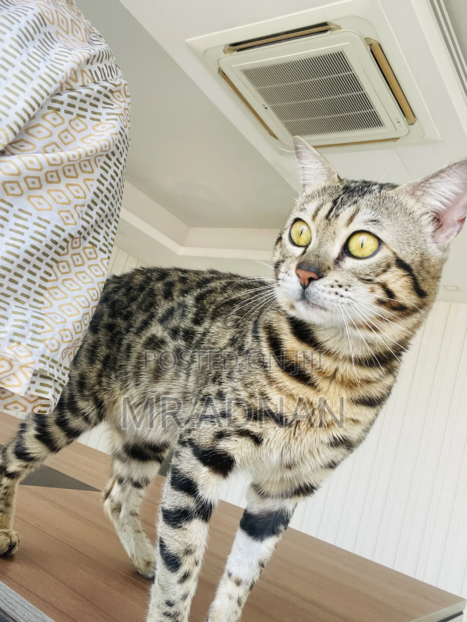 1+ Year Male Purebred Bengal