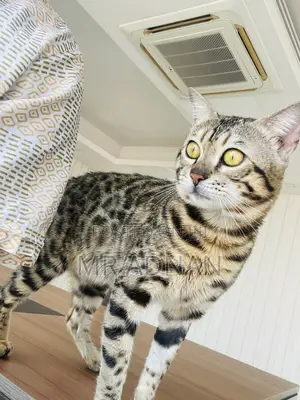 1+ Year Male Purebred Bengal