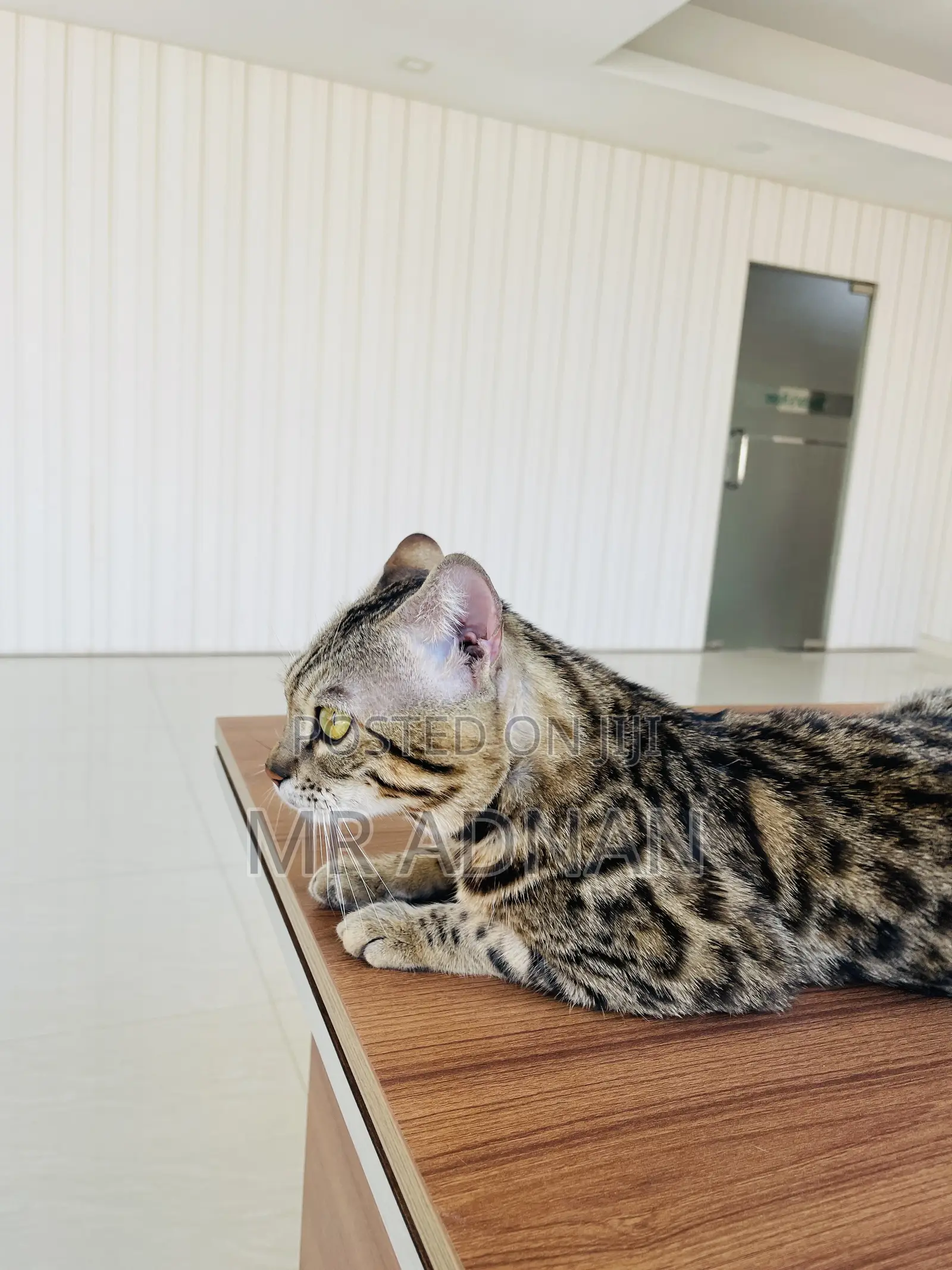 1+ Year Male Purebred Bengal