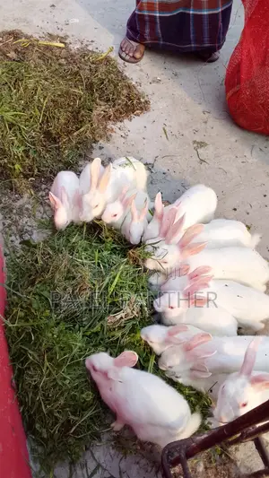 Want to Sell Rabbits, Interested Parties Can Contact