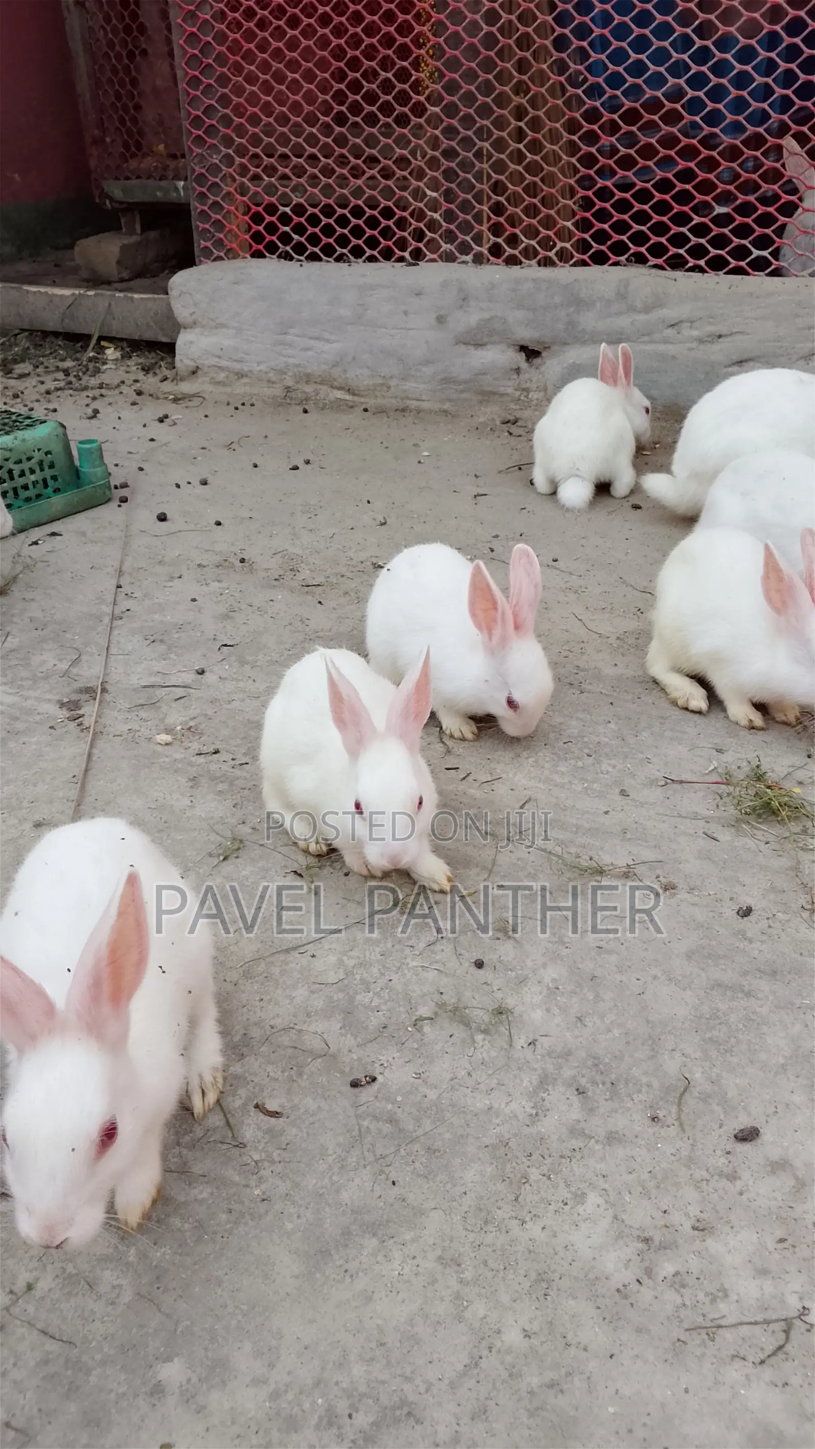 Want to Sell Rabbits, Interested Parties Can Contact