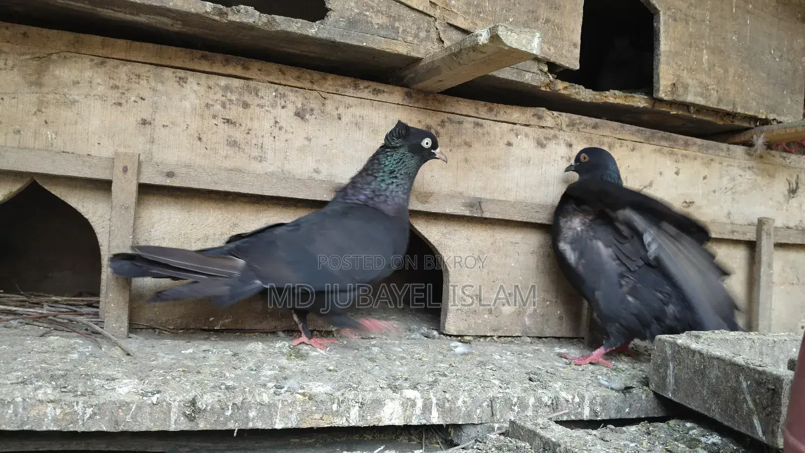 A pair of black racing Giribaz pigeons for sale