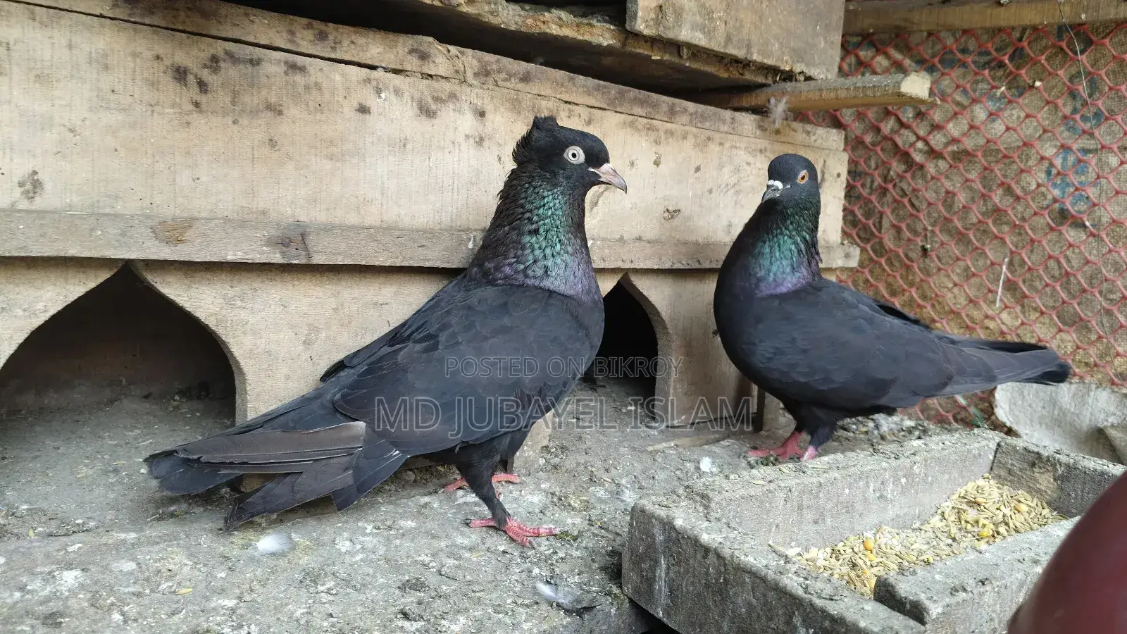 A pair of black racing Giribaz pigeons for sale