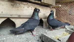 A pair of black racing Giribaz pigeons for sale