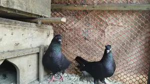 A pair of black racing Giribaz pigeons for sale