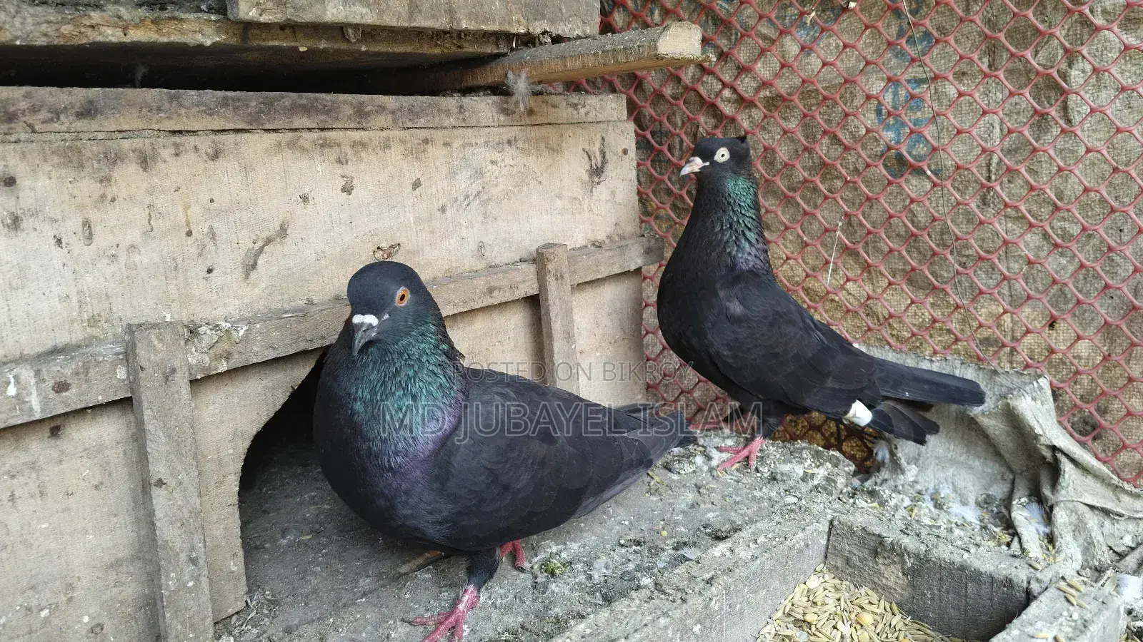 A pair of black racing Giribaz pigeons for sale