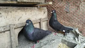 A pair of black racing Giribaz pigeons for sale