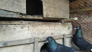A pair of black racing Giribaz pigeons for sale