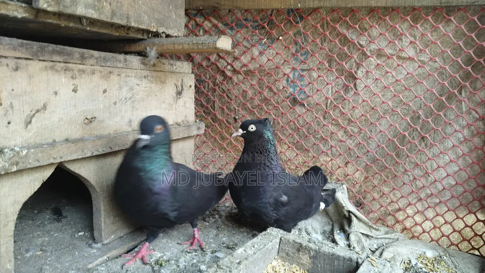 A pair of black racing Giribaz pigeons for sale