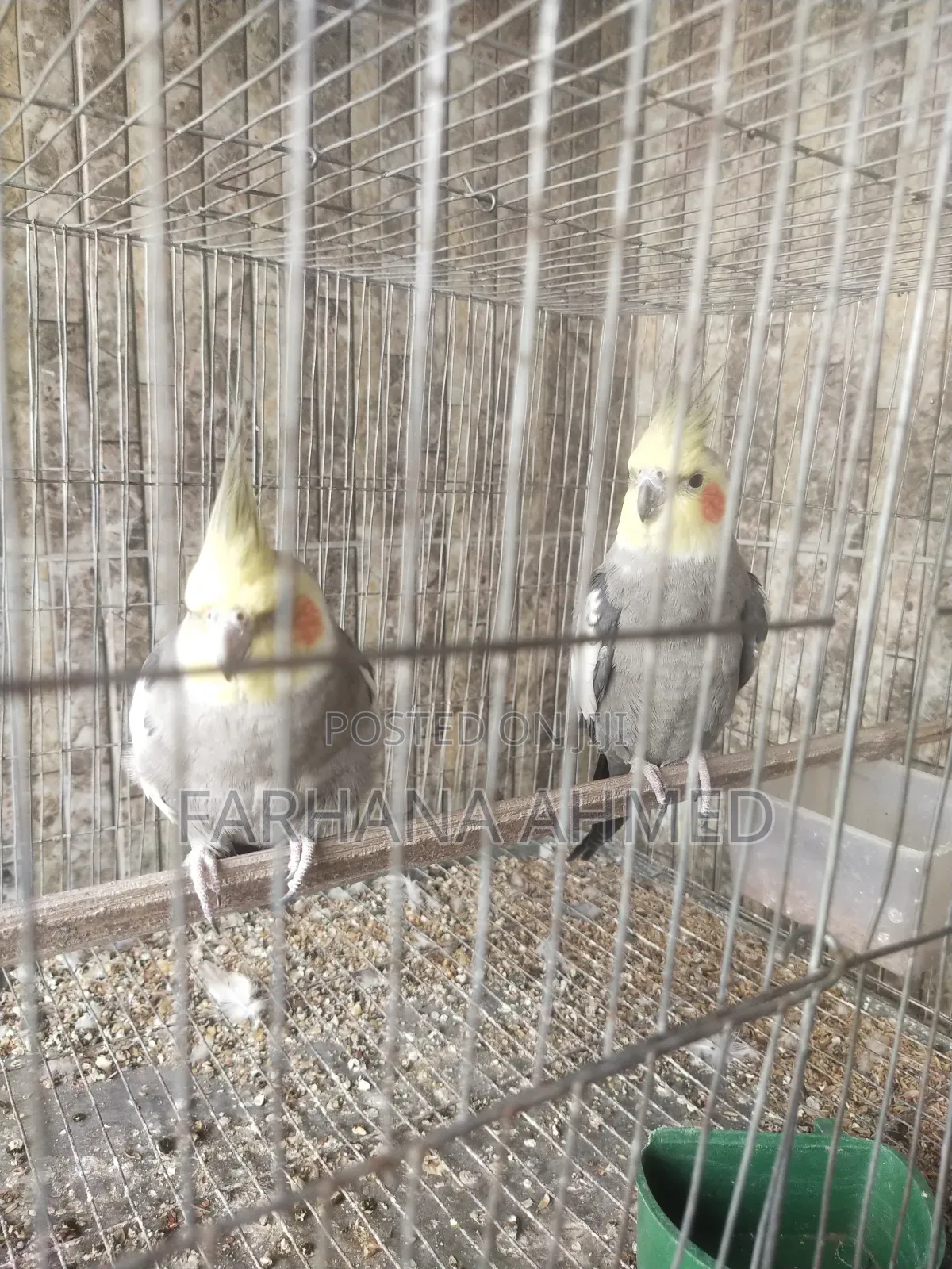 Cockatiel Bird for Sale