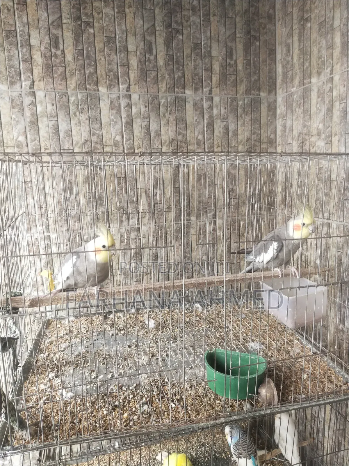 Cockatiel Bird for Sale
