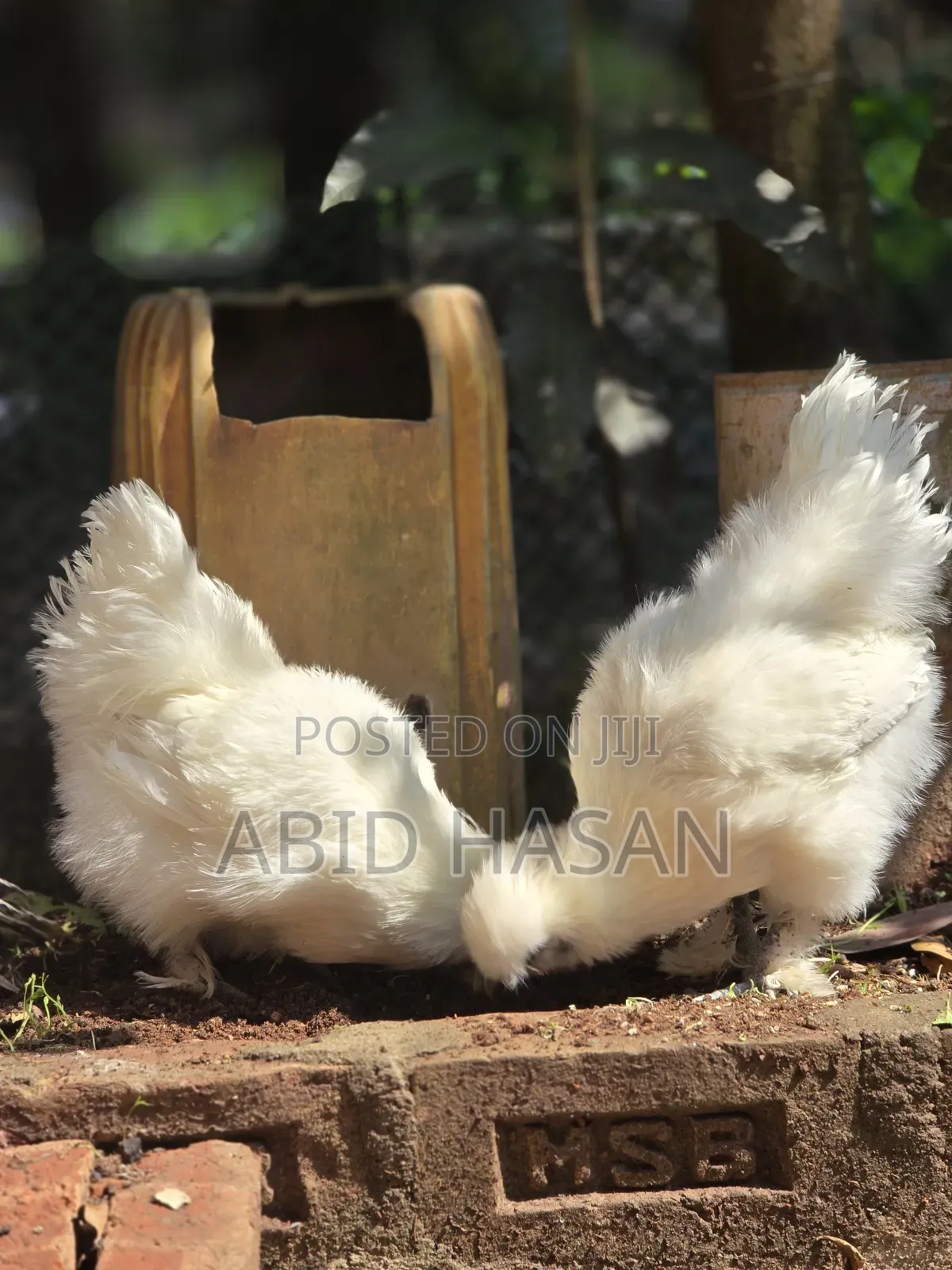 সিল্কি জোড়া [চলমান]