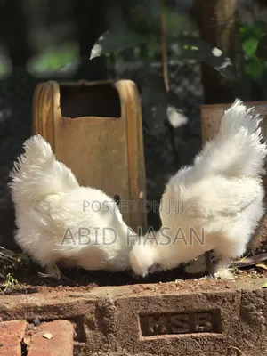 সিল্কি জোড়া [চলমান]
