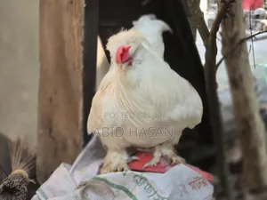 সুলতান জোড়া (দৌড়ানো)