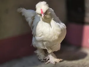 সুলতান জোড়া (দৌড়ানো)