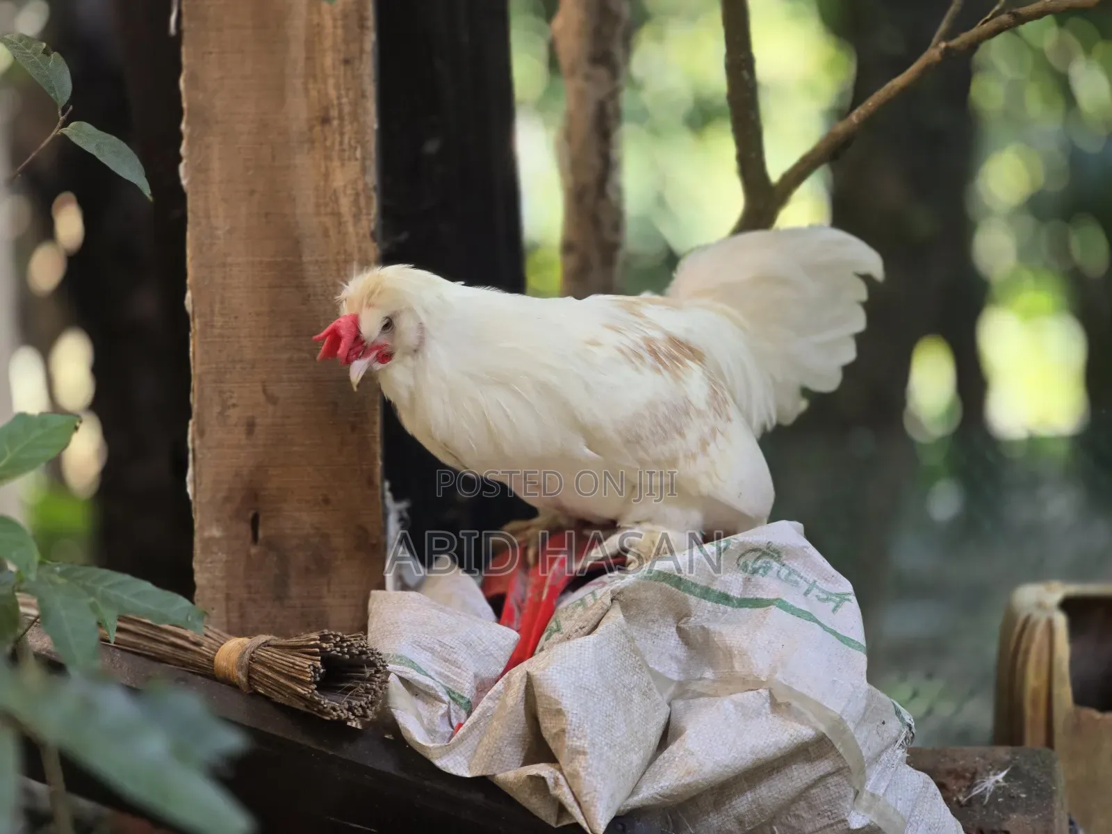 সুলতান জোড়া (দৌড়ানো)