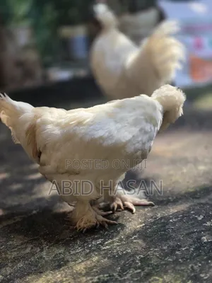 সুলতান জোড়া (দৌড়ানো)