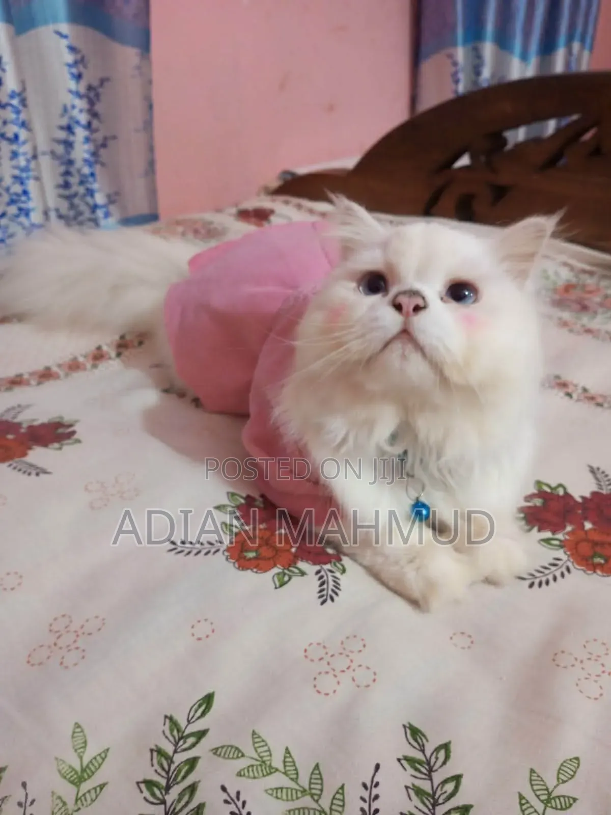 3-6 Months Female Purebred Persian