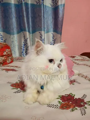 3-6 Months Female Purebred Persian