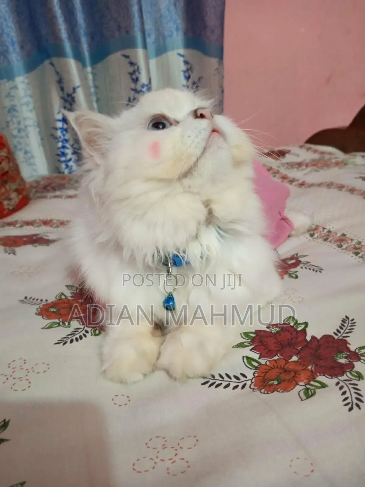 3-6 Months Female Purebred Persian