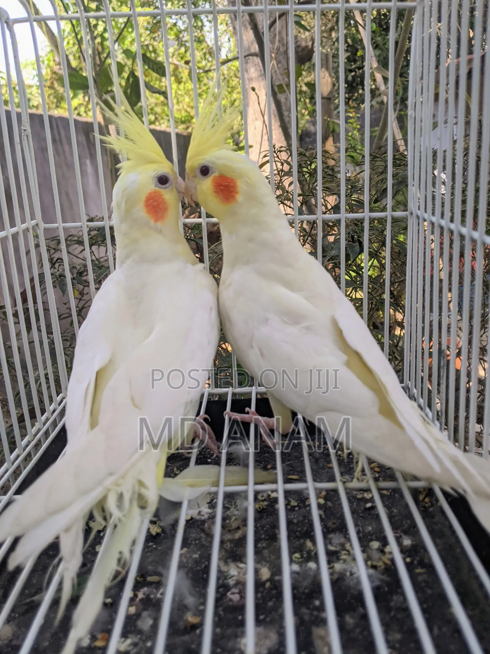Lutino Cockatiel